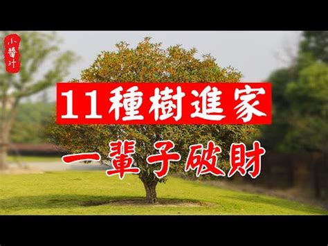 種桂花風水|種桂花風水：何時最旺財？